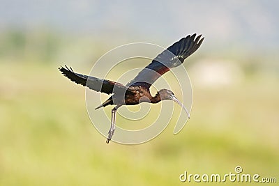 Zwarte Ibis, Glossy Ibis, Plegadis falcinellus Stock Photo