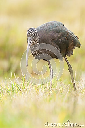 Zwarte Ibis, Glossy Ibis, Plegadis falcinellus Stock Photo