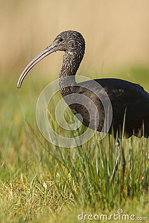 Zwarte Ibis, Glossy Ibis, Plegadis falcinellus Stock Photo