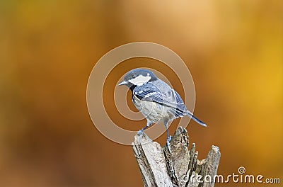 Zwarte Mees, Coal Tit, Periparus ater Stock Photo