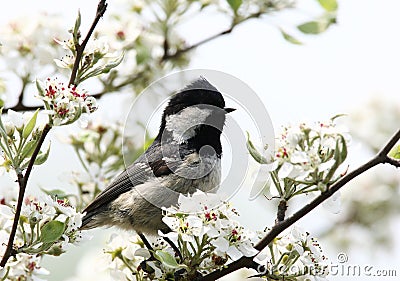 Zwarte Mees, Coal Tit; Periparus ater Stock Photo