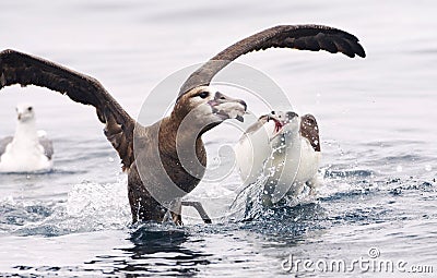 Zwartvoetalbatros, Black-footed Albatross, Diomedea nigripes Stock Photo