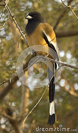 Zwerfekster, Rufous Treepie, Dendrocitta vagabunda Stock Photo