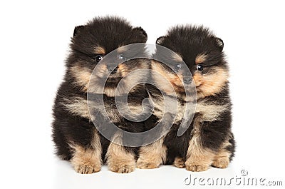 Zwerg Spitz puppies on white background Stock Photo