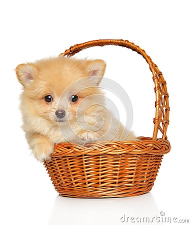 Zwerg Spitz puppy in basket Stock Photo