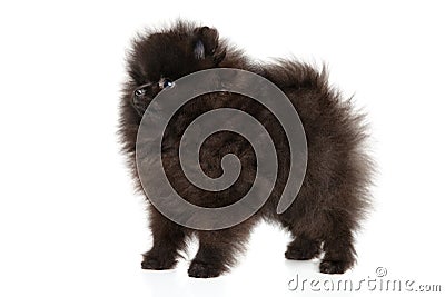 Zwerg Spitz puppy in stand on white background Stock Photo