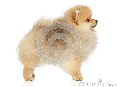 Zwerg Spitz puppy in standing Stock Photo