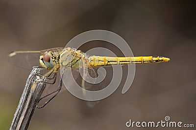 Zwervende heidelibel, Red-veined Darter, Sympetrum fonscolombii Stock Photo