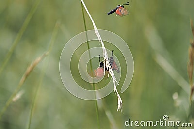 Zygaena fausta is a member of the family Zygaenidae, the day-flying burnet moths Stock Photo