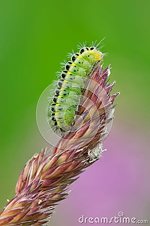 Zygaena filipendulae caterpillar Stock Photo