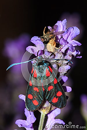 Zygaena filipendulae on lavender at night Stock Photo