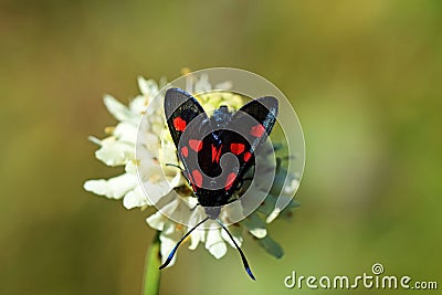 Zygaena filipendulae , Six-spot burnet moth on flower Stock Photo