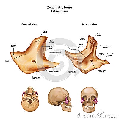 Zygomatic bone. With the name and description of all sites Vector Illustration