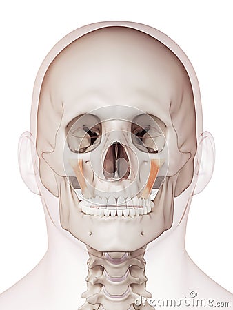 The zygomaticus minor Cartoon Illustration