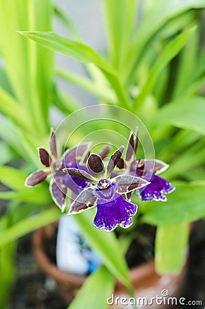 Zygopetalum Rhein Blue Angel Stock Photo