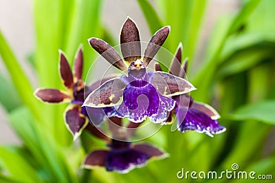 Zygopetalum Rhein Blue Angel Orchid Stock Photo