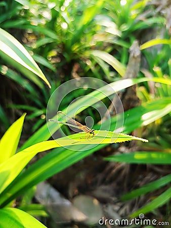 Zygoptera animal photos Stock Photo