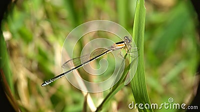 zygoptera on the grass Stock Photo