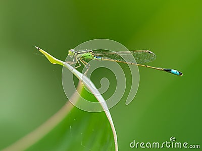 Zygoptera Stock Photo