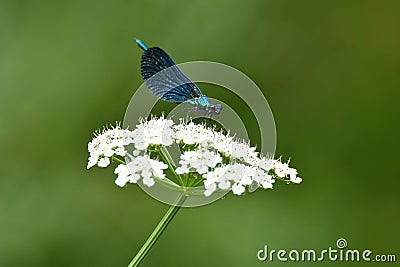 a Zygoptera in the tormes river Stock Photo