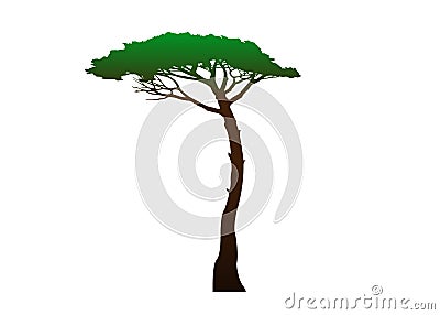 Maritime Pine tree, Pinus Pinaster mediterranean plant, green vector isolated on white background Vector Illustration