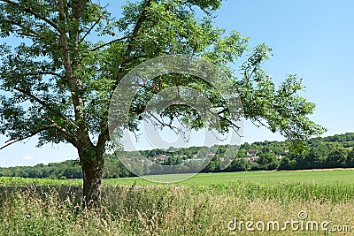 Ã®le de France fields Stock Photo