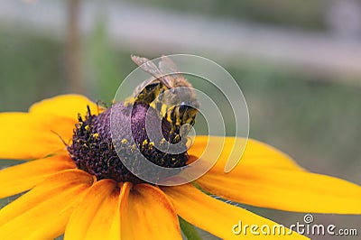 Ð° good pollinator Stock Photo