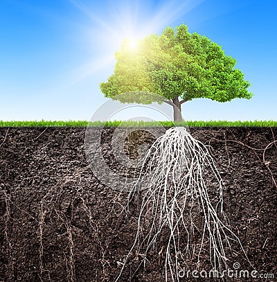 A tree and soil with roots and grass 3D illustration Cartoon Illustration