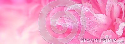 Ðbstract romance background with delicate pink peonies flowers, close-up. Romantic banner with free copy space Stock Photo