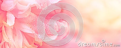 Ðbstract romance background with delicate pink peonies flowers, close-up. Romantic banner with free copy space Stock Photo