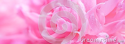 Ðbstract romance background with delicate pink peonies flowers, close-up. Romantic banner with free copy space Stock Photo