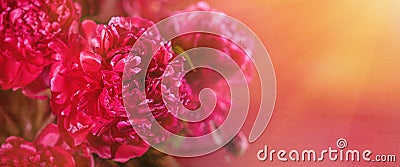 Ðbstract romance background with delicate red peonies flowers, close-up. Romantic banner with free copy spac Stock Photo