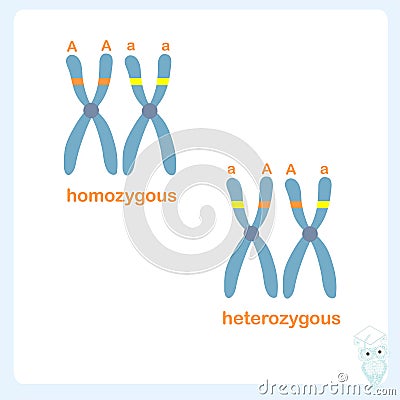 Chromosome banner. Homozygous and heterozygous hromosome stock vector illustration for healthcare Vector Illustration