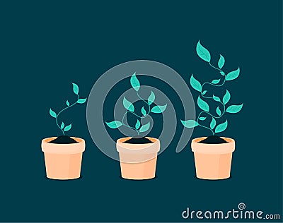 Phases plant growing. Vector illustration Vector Illustration