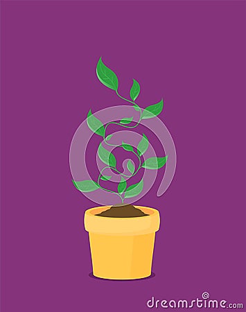 Phases plant growing. Vector illustration Vector Illustration