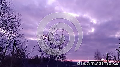 Árboles delgados contra un cielo gris de invierno metrajes Árboles delgados contra un cielo gris de invierno metrajes