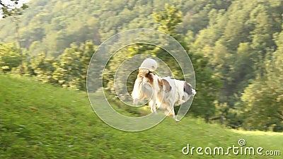 Écorcement de chien Écorcement de chien