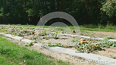 Épouvantails dans la citrouille Épouvantails dans la citrouille