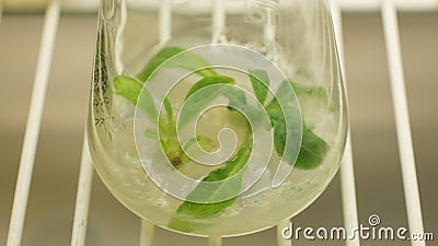 Ο καπνός βιοτεχνολογίας φυτεύει phytotron το εργαστήριο πειραματικό, ερευνητικό ιατρικό Nicotiana tabacum για ιατρικό φιλμ μικρού μήκους Ο καπνός βιοτεχνολογίας φυτεύει phytotron το εργαστήριο πειραματικό, ερευνητικό ιατρικό Nicotiana tabacum για ιατρικό φιλμ μικρού μήκους