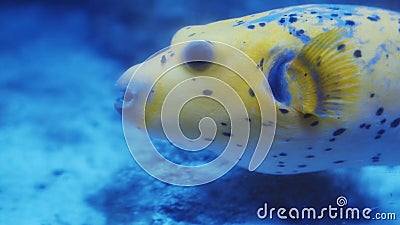 Желтое плавание pufferfish в воде аквариума Желтое плавание pufferfish в воде аквариума