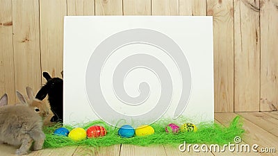 Śliczni kolorowi króliki zabawę, biały tło dla teksta, wiosna wakacje, Easter symbol zbiory Śliczni kolorowi króliki zabawę, biały tło dla teksta, wiosna wakacje, Easter symbol zbiory