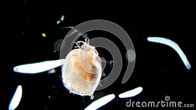 Δάφνια και infusoria Δάφνια και infusoria