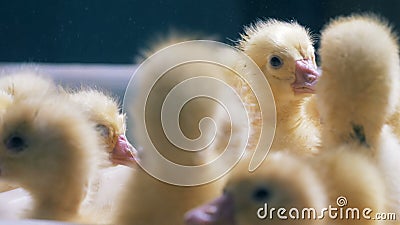 Επικεφαλής των ανησυχώντας και quacking παπιών μωρών στενό σε έναν επάνω Πουλερικά, καλλιέργεια πουλερικών, έννοια βιομηχανίας πο Επικεφαλής των ανησυχώντας και quacking παπιών μωρών στενό σε έναν επάνω Πουλερικά, καλλιέργεια πουλερικών, έννοια βιομηχανίας πο