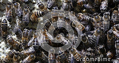 Ευρωπαϊκή Μέλισσα, Apis mellifera, Μέλισσες σε ράφι των οποίων η κυψελίδα είναι γεμάτη με μέλι, Νορμανδία, Σε Πραγματικό Χρόνο απόθεμα βίντεο Ευρωπαϊκή Μέλισσα, Apis mellifera, Μέλισσες σε ράφι των οποίων η κυψελίδα είναι γεμάτη με μέλι, Νορμανδία, Σε Πραγματικό Χρόνο απόθεμα βίντεο