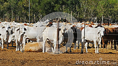 Κλείστε επάνω του brahman βόειου κρέατος σε ένα ναυπηγείο βοοειδών Κλείστε επάνω του brahman βόειου κρέατος σε ένα ναυπηγείο βοοειδών