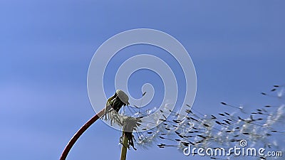 Κοινή πικραλίδα, taraxacum officinale, σπόροι από τα ρολόγια ` ` που φυσιούνται και που διασκορπίζονται από τον αέρα ενάντια στο Κοινή πικραλίδα, taraxacum officinale, σπόροι από τα ρολόγια ` ` που φυσιούνται και που διασκορπίζονται από τον αέρα ενάντια στο