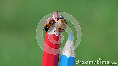 Λαμπρίτσα συμβόλων τύχης ladybug στο ζωηρόχρωμο μολύβι καλλιτεχνών Λαμπρίτσα συμβόλων τύχης ladybug στο ζωηρόχρωμο μολύβι καλλιτεχνών