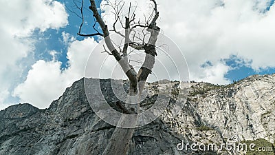 Νεκρό χρόνος-σφάλμα βουνών δέντρων Νεκρό χρόνος-σφάλμα βουνών δέντρων
