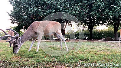 Χρόνος-σφάλμα κινήσεων μιας ομάδας deers whitetail που τρώει το καλαμπόκι από ένα ναυπηγείο στη χώρα λόφων του Τέξας απόθεμα βίντεο Χρόνος-σφάλμα κινήσεων μιας ομάδας deers whitetail που τρώει το καλαμπόκι από ένα ναυπηγείο στη χώρα λόφων του Τέξας απόθεμα βίντεο