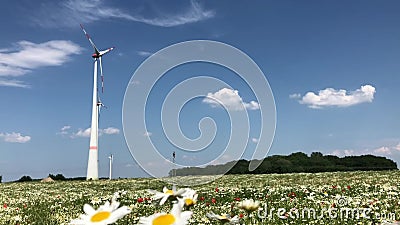 Όμορφο ρόδινο υπόβαθρο με τις μαργαρίτες Σύσταση για τις δημιουργικές ιδέες Η έννοια της ελαφρότητας και του μινιμαλισμού στο σχέ απόθεμα βίντεο Όμορφο ρόδινο υπόβαθρο με τις μαργαρίτες Σύσταση για τις δημιουργικές ιδέες Η έννοια της ελαφρότητας και του μινιμαλισμού στο σχέ απόθεμα βίντεο